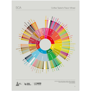 Inglese - Poster della ruota dei sapori per assaggiatori di caffè - SCA ESPRESSO GEAR
